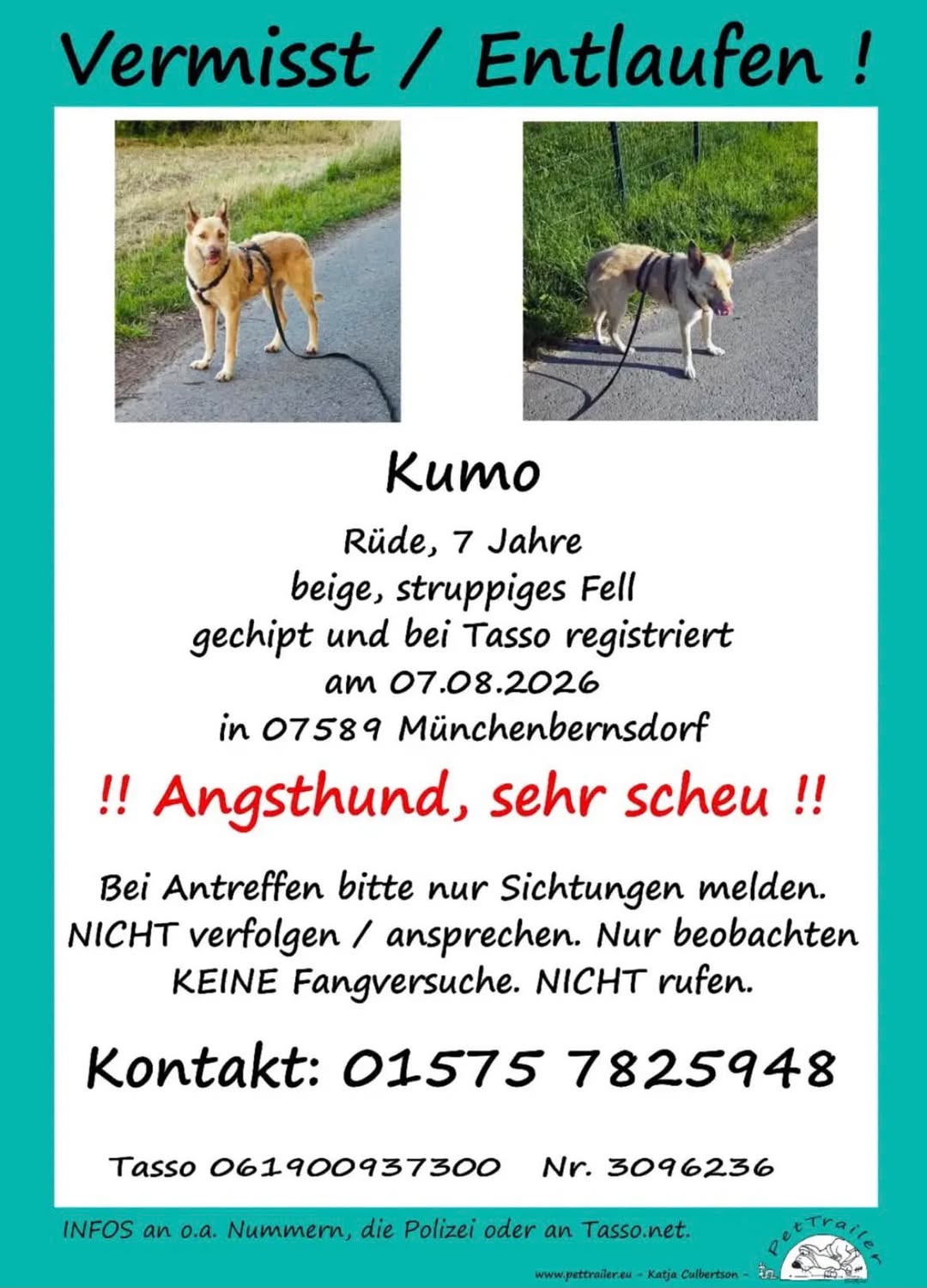 Lost Dog in Thuringia