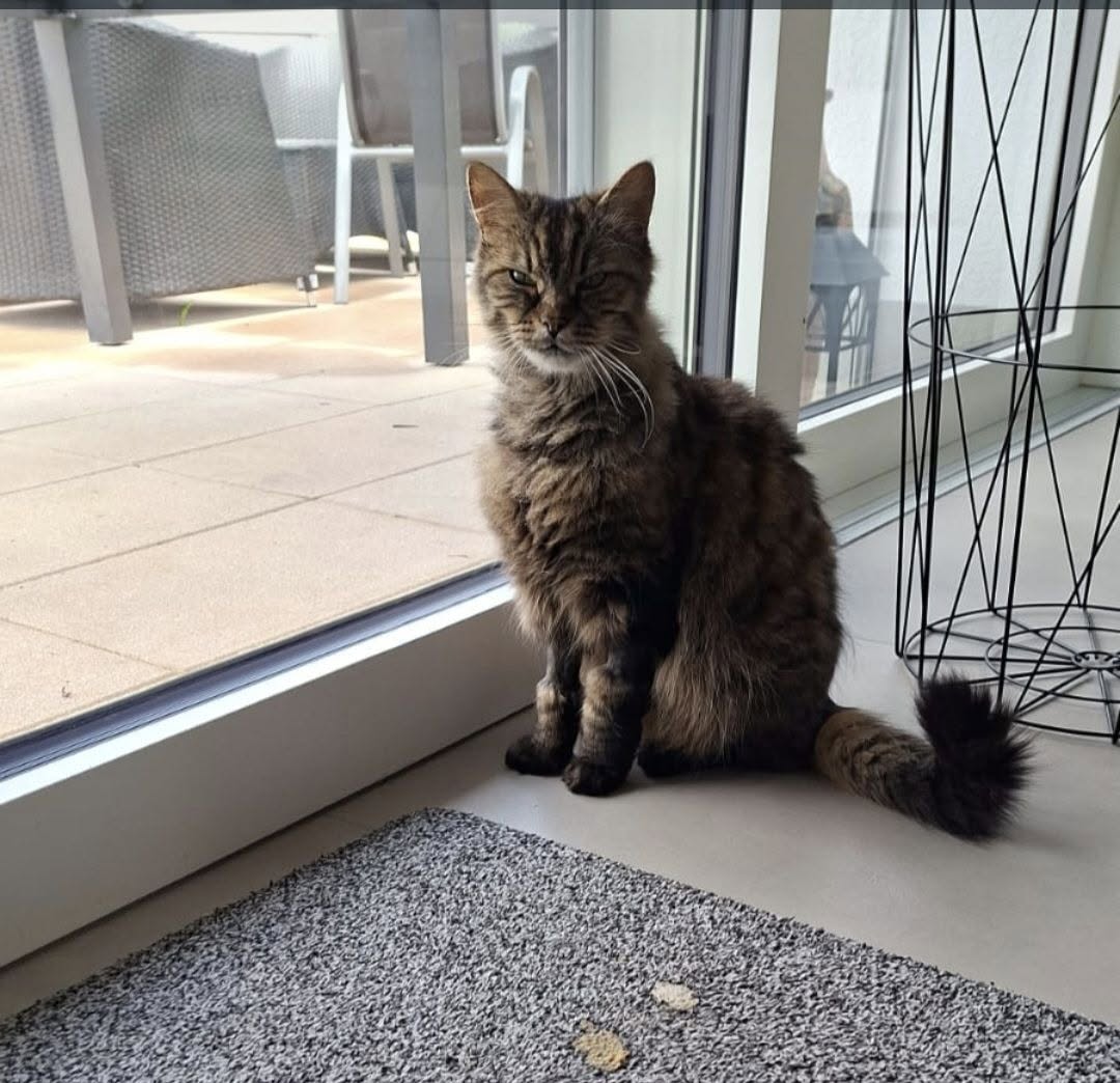 Lost Cat in Misery
