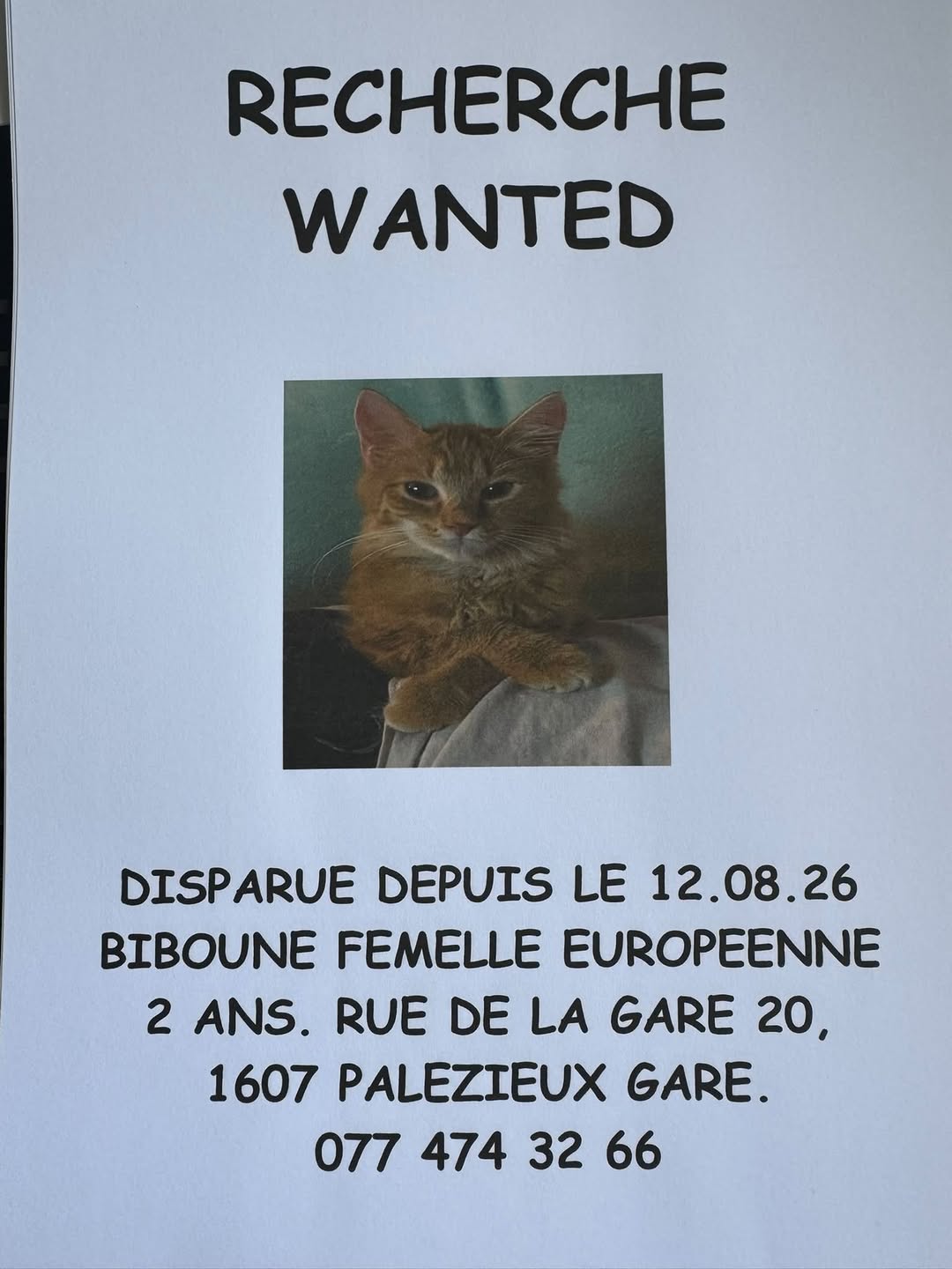 Lost Cat in PaléZieux