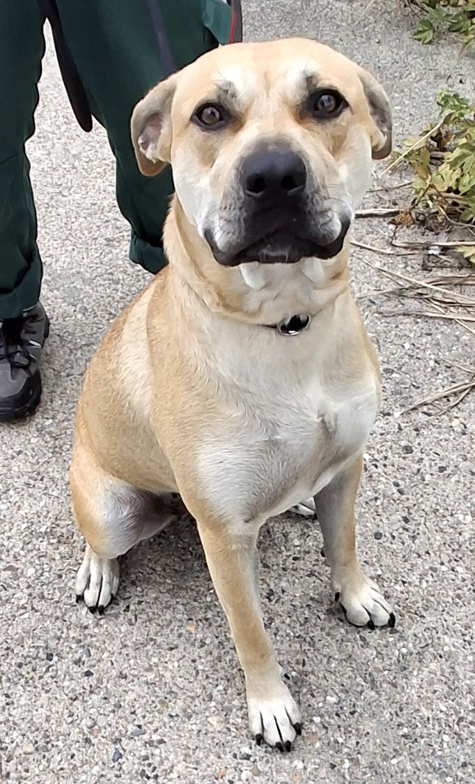 Found dog