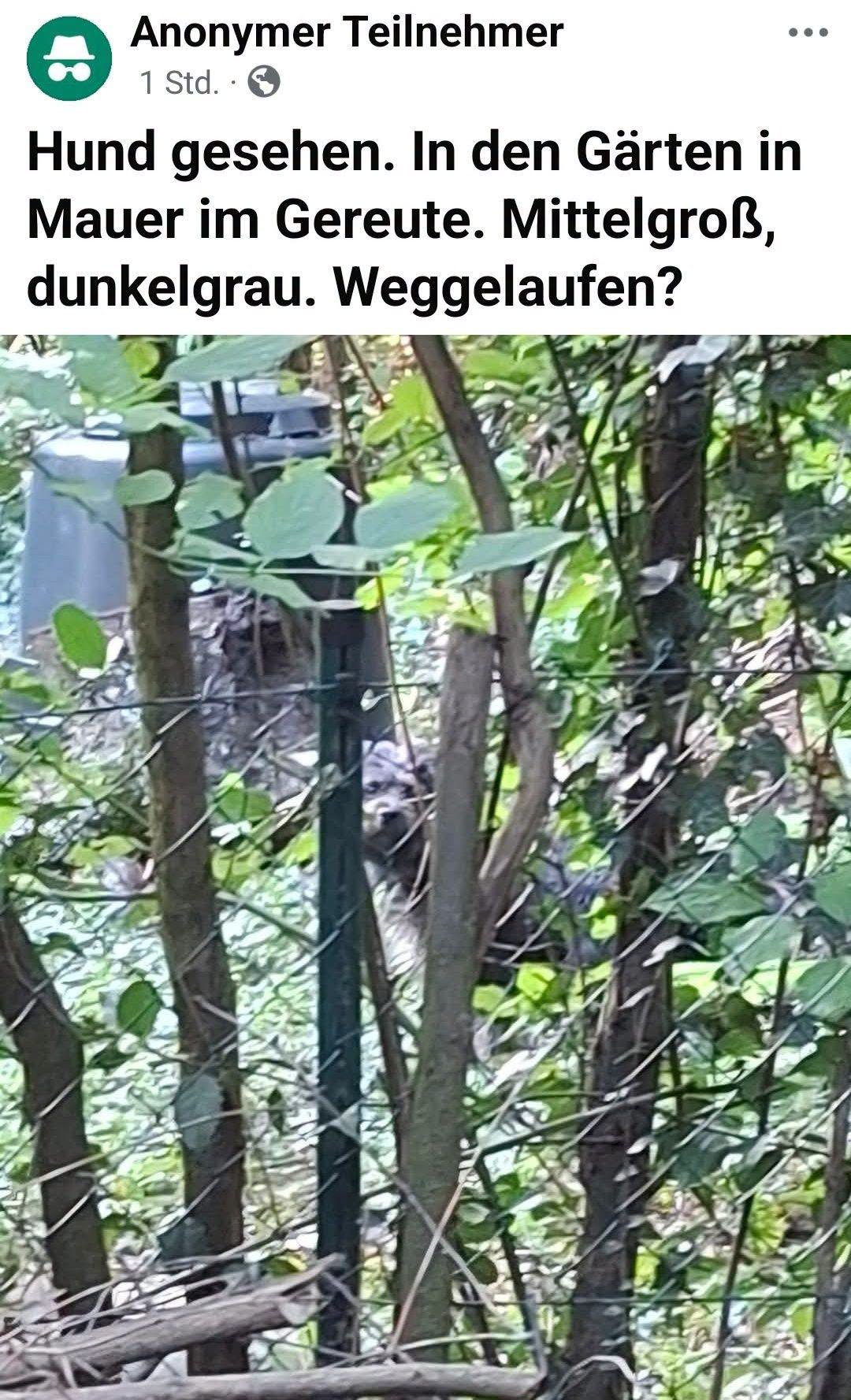 Found dog