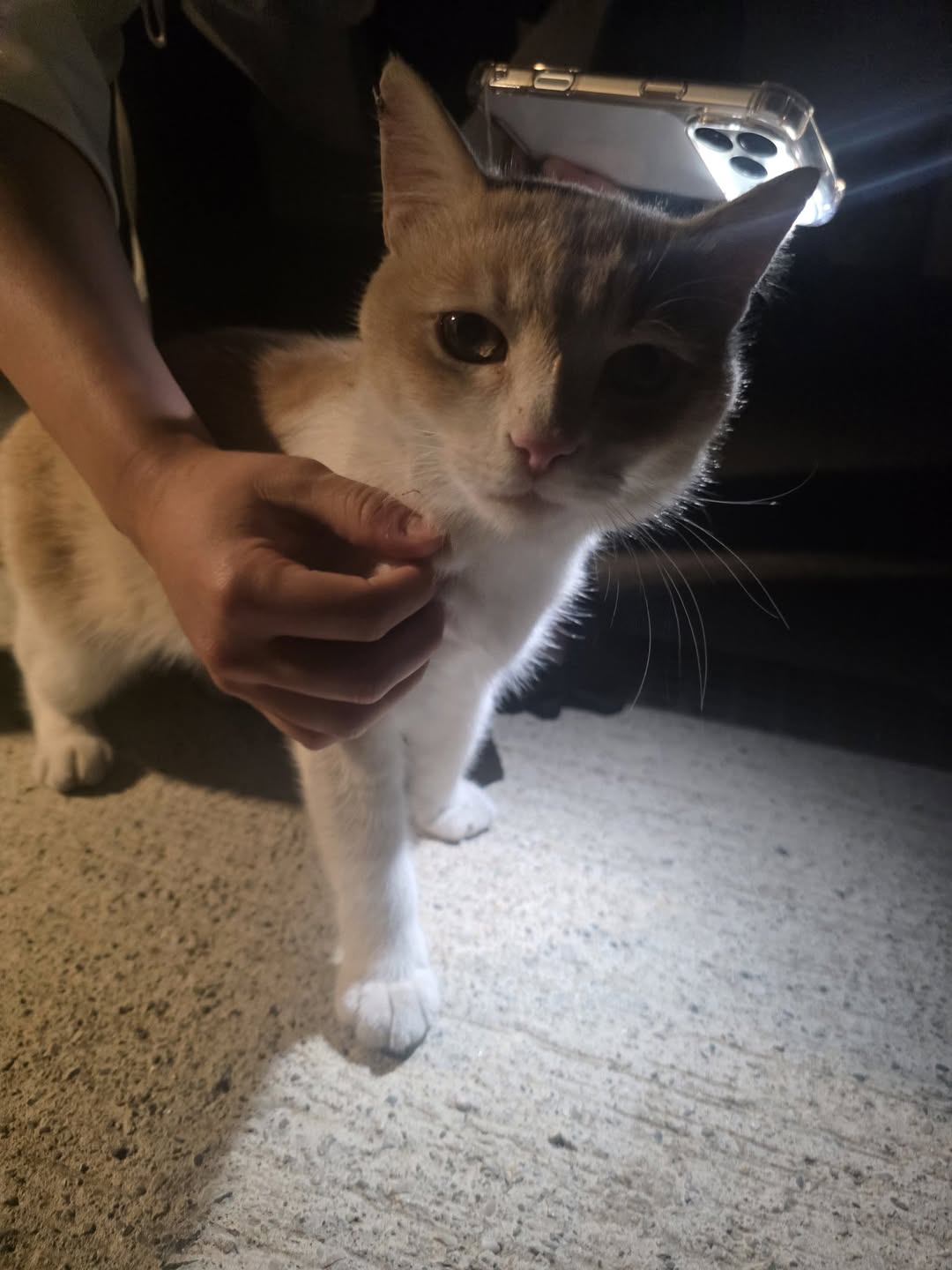 Found Cat in L'Afterwork
