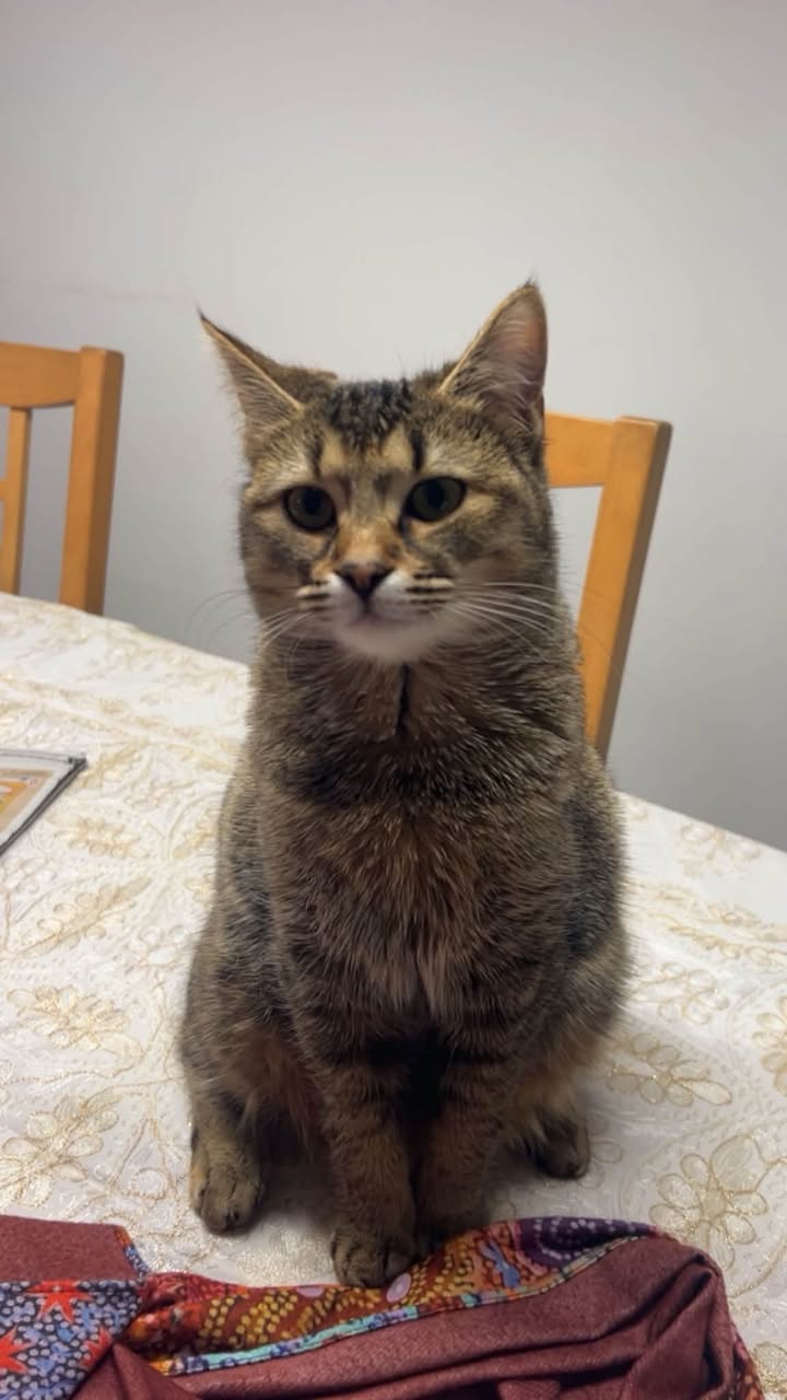 Lost Cat in Founex