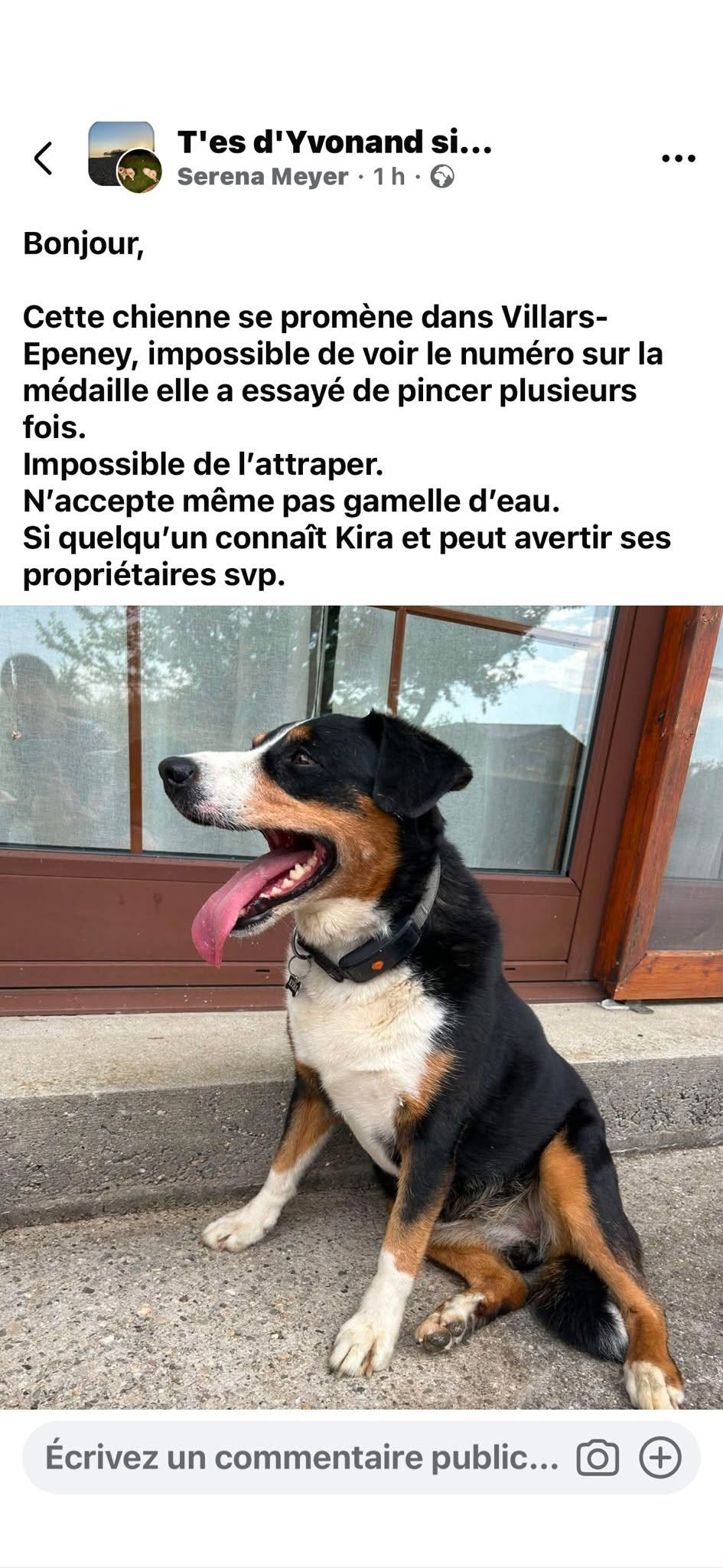 Found dog