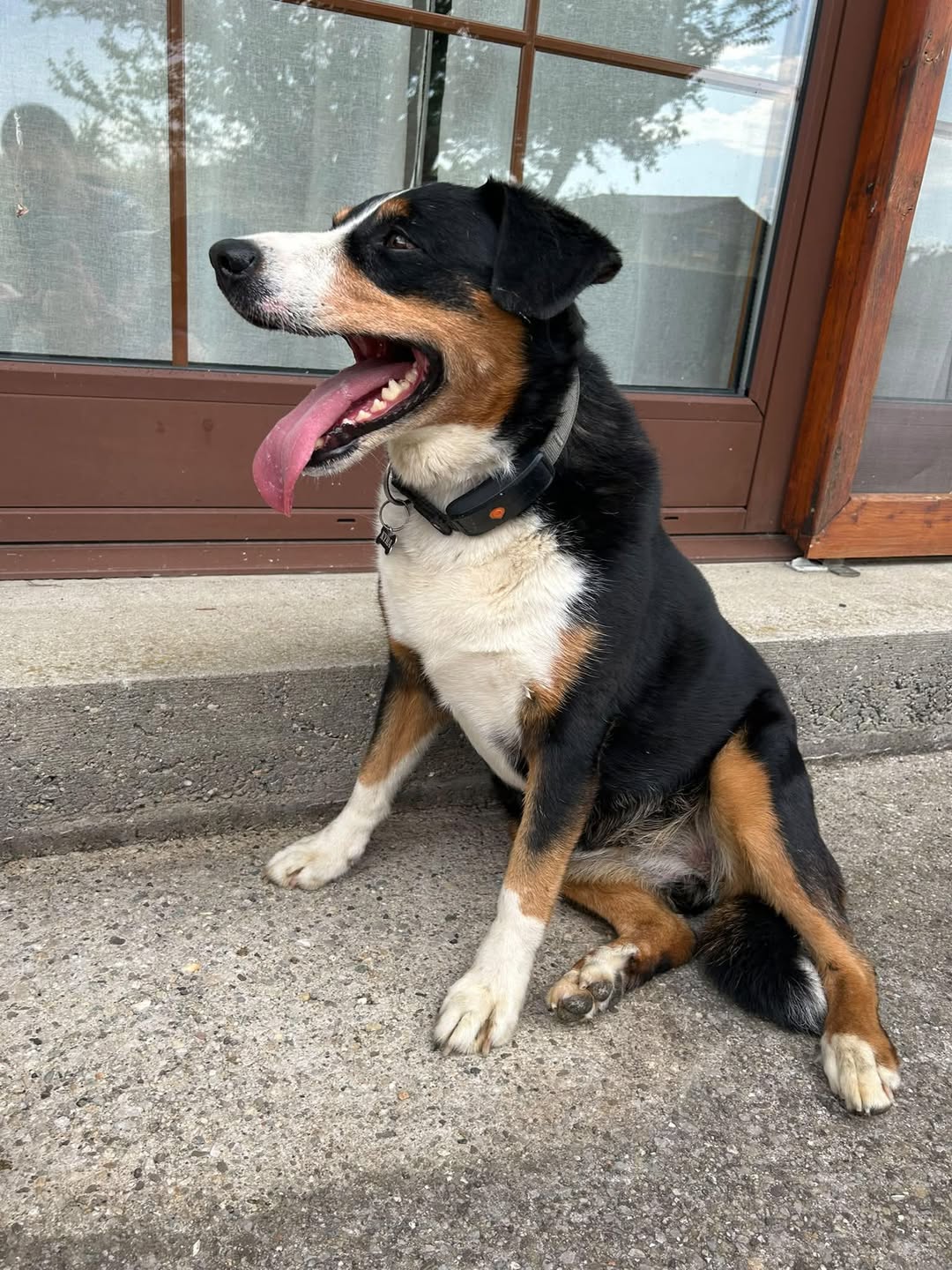 Found dog