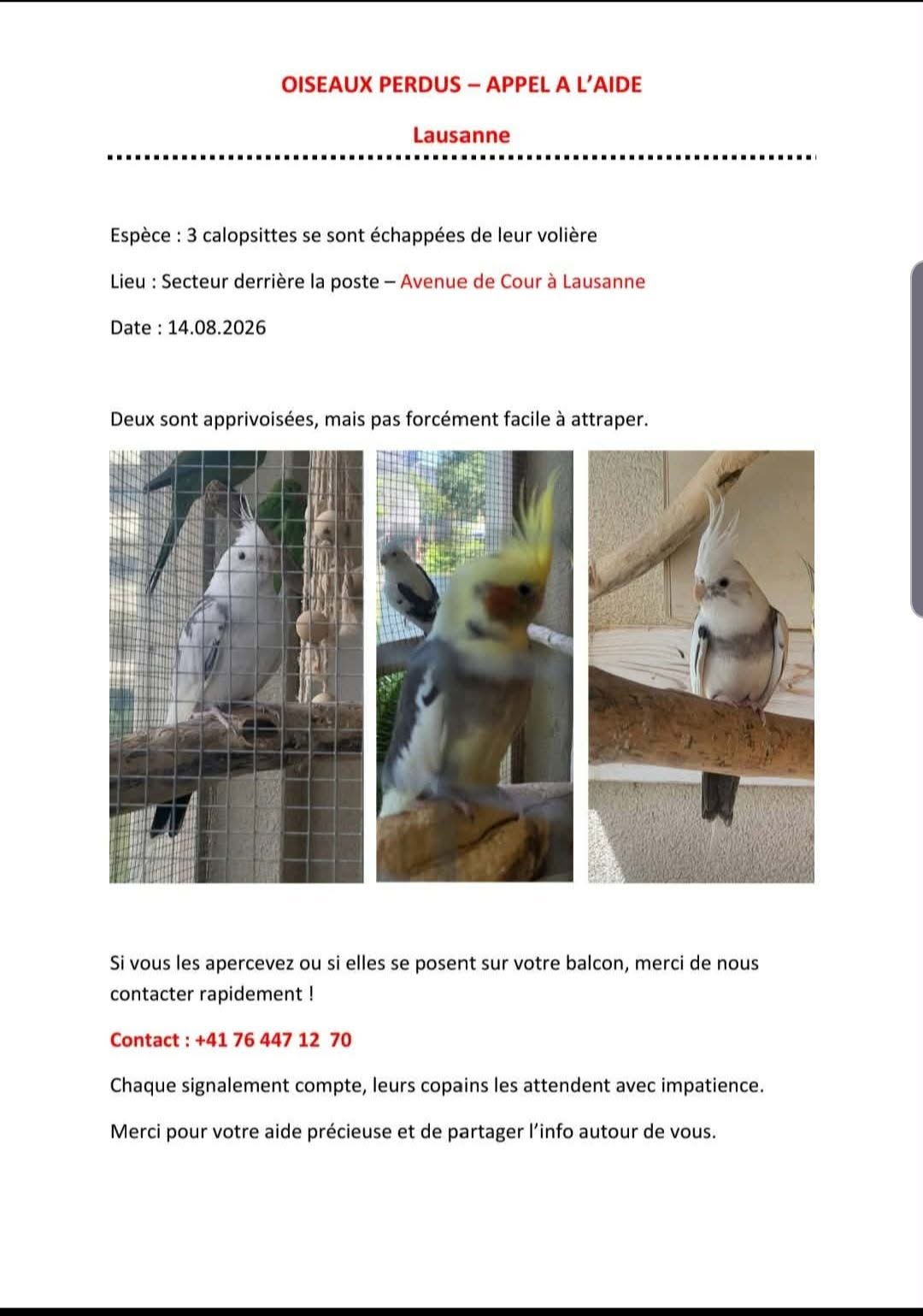 Lost Bird in Lausanne