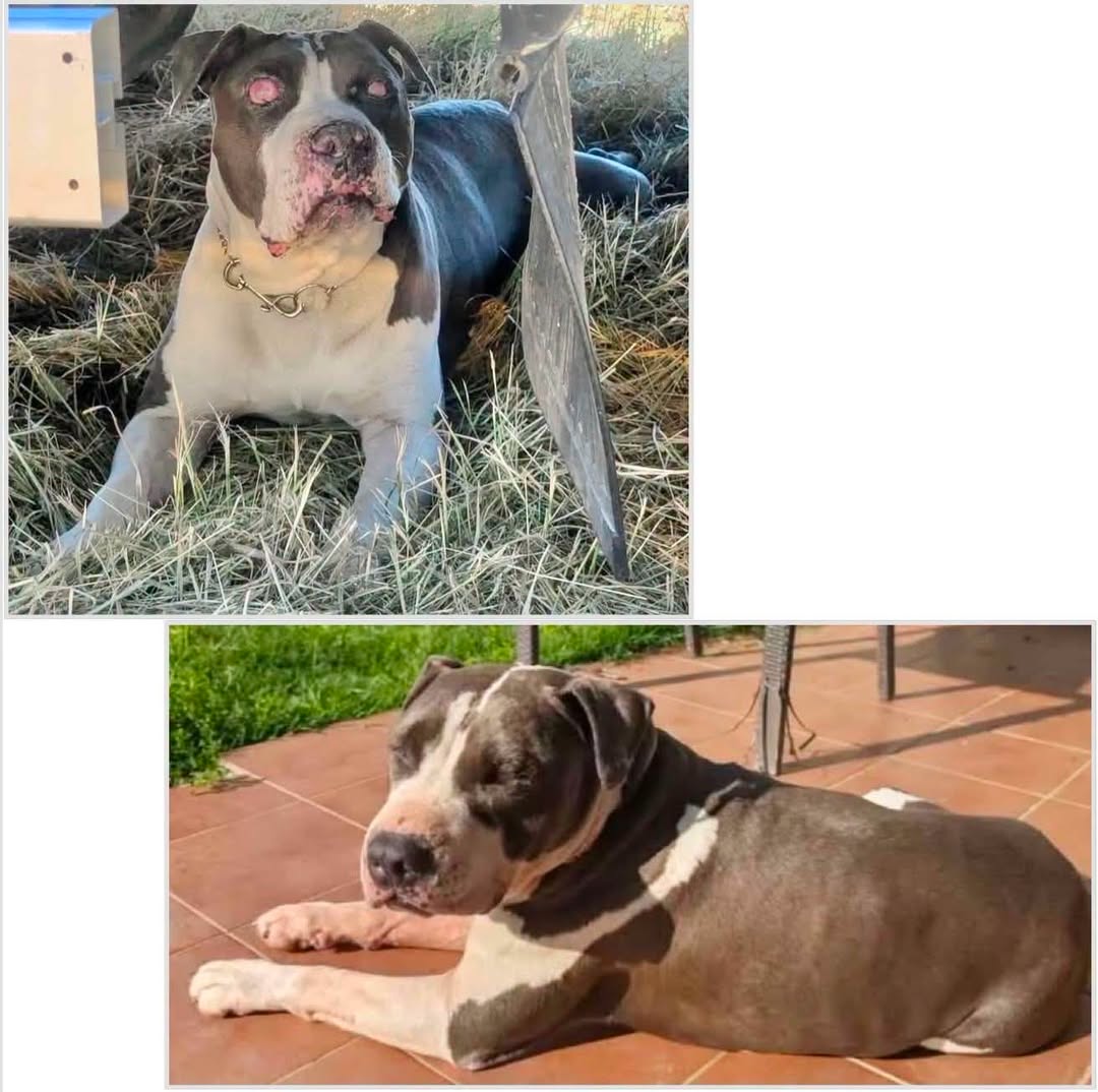 Lost dog