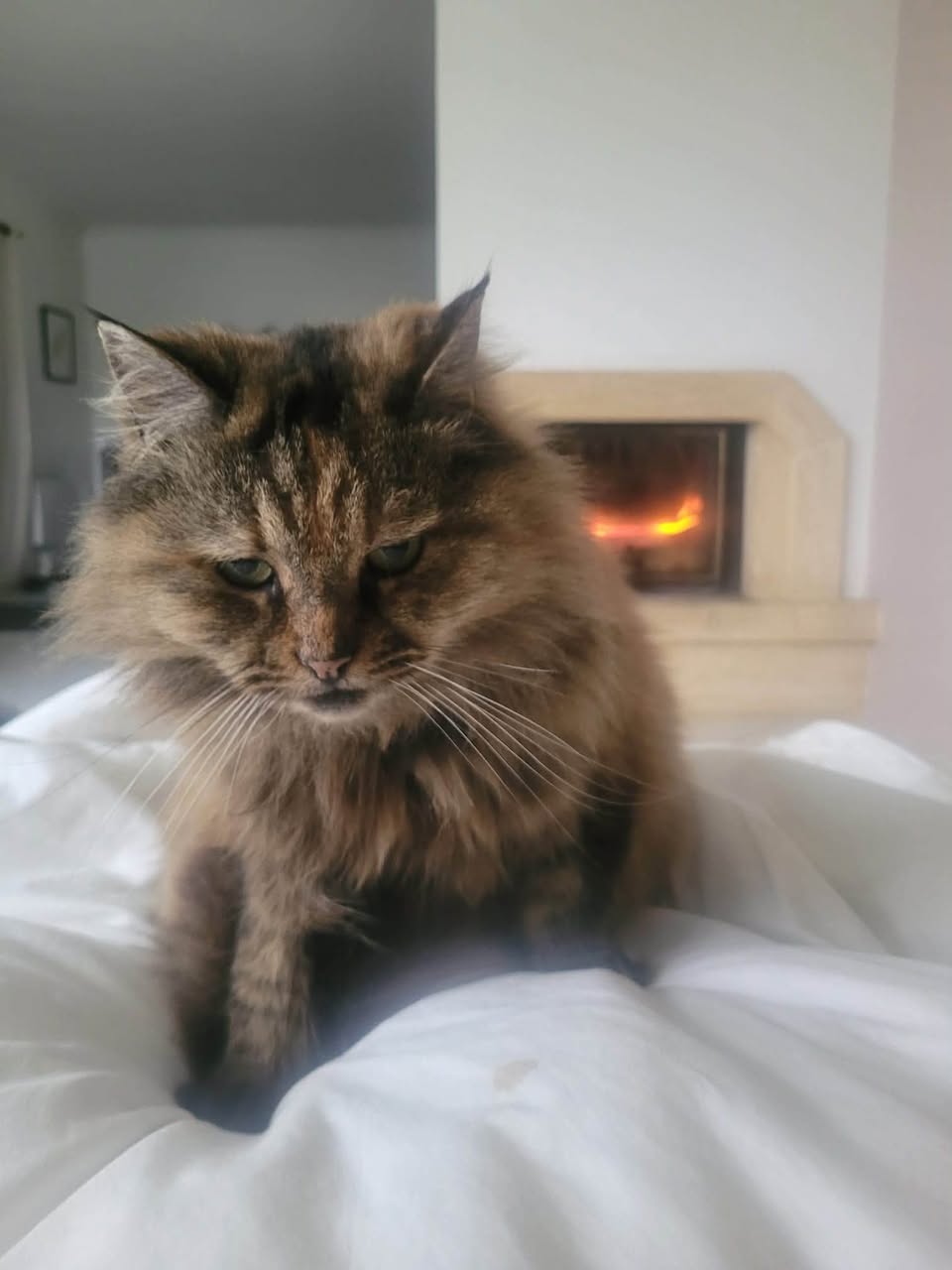 Lost Cat in Geneva