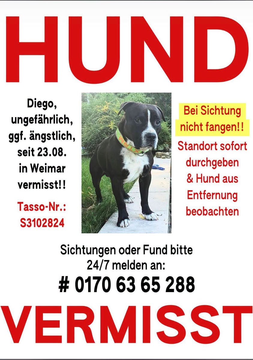 Lost Dog in Weimar