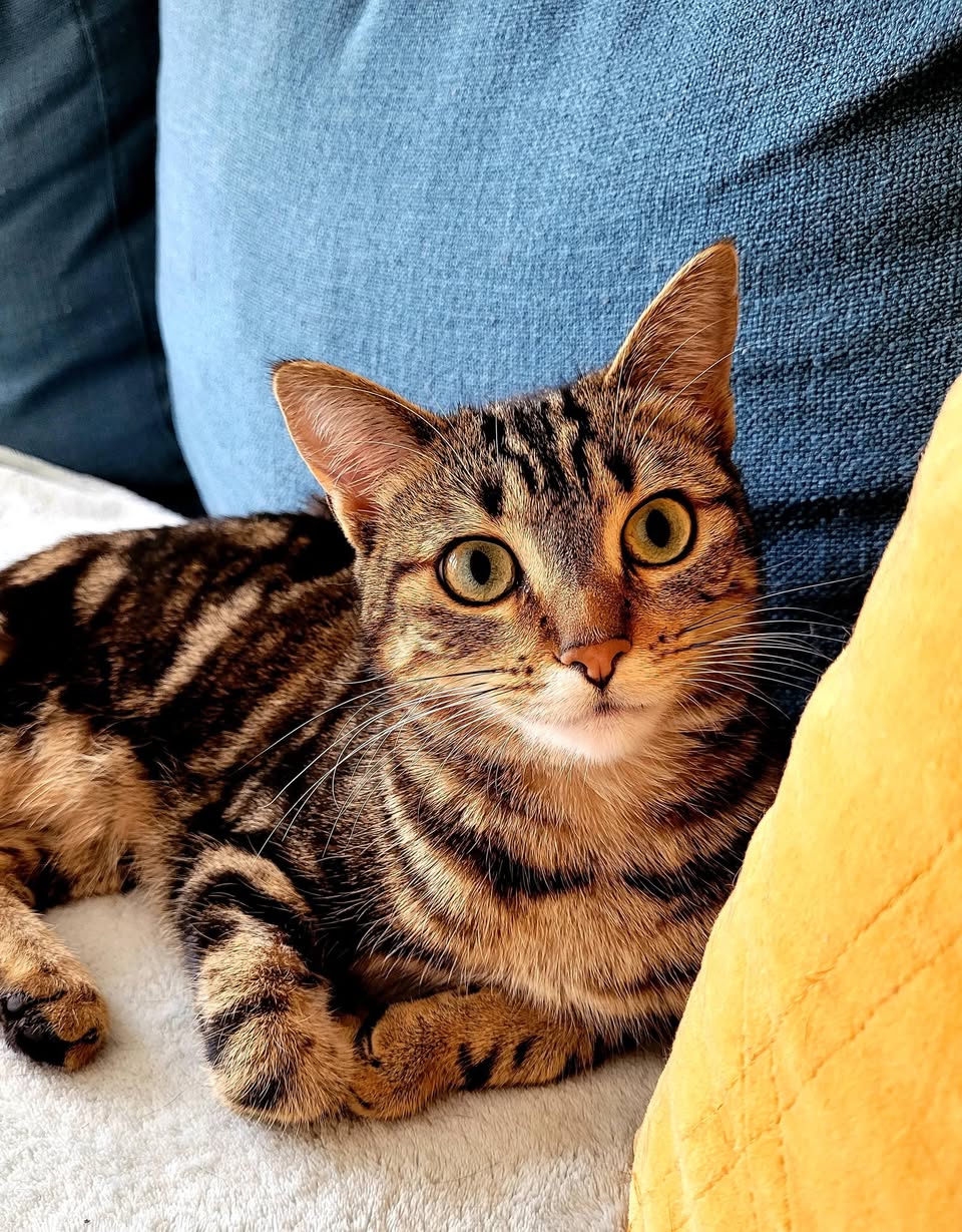 Lost Cat in Fribourg
