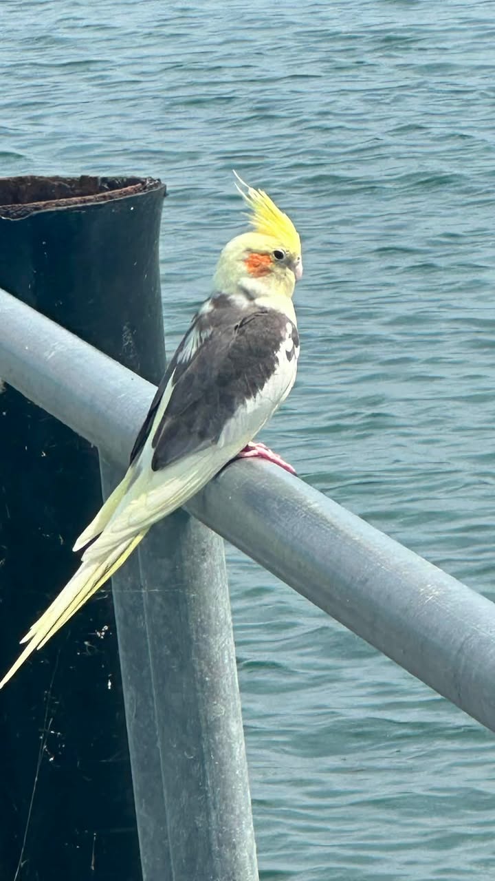 Found bird