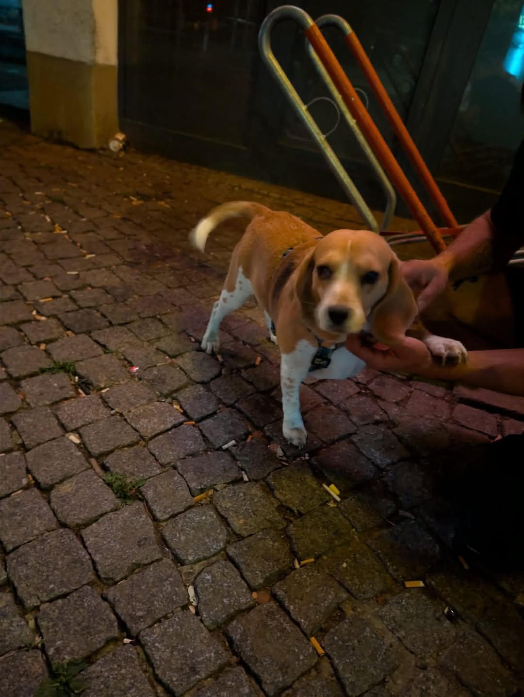 Found dog