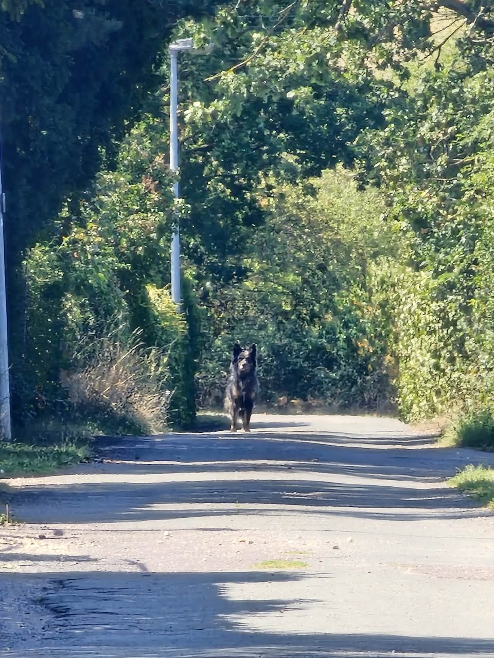 Found dog