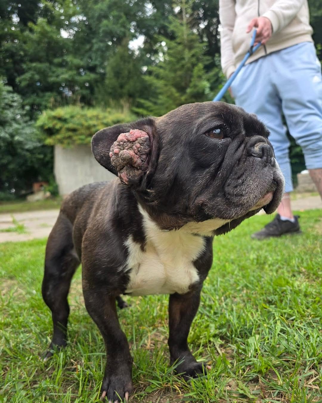 Found dog