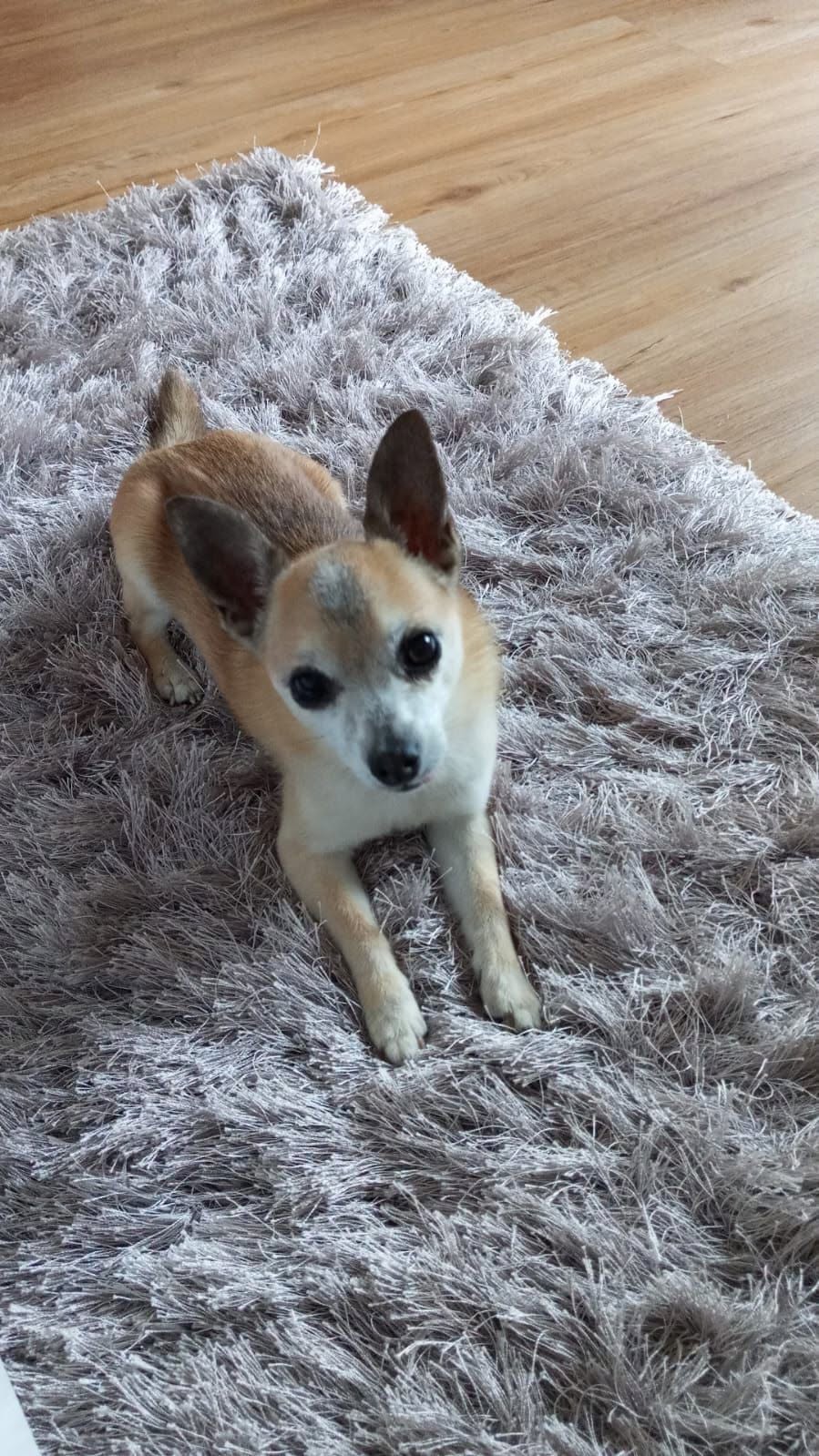 Lost Dog in Germany