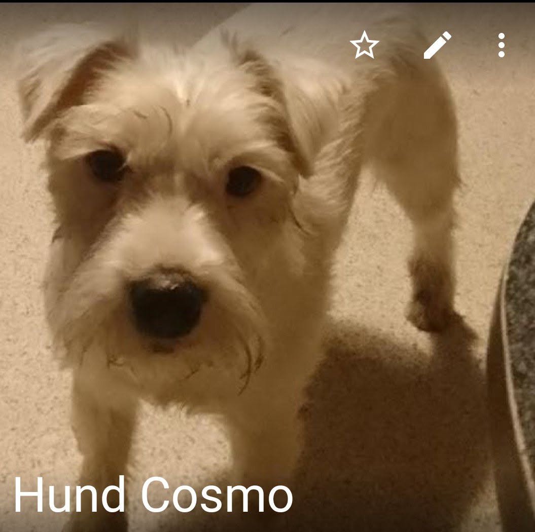 Lost dog