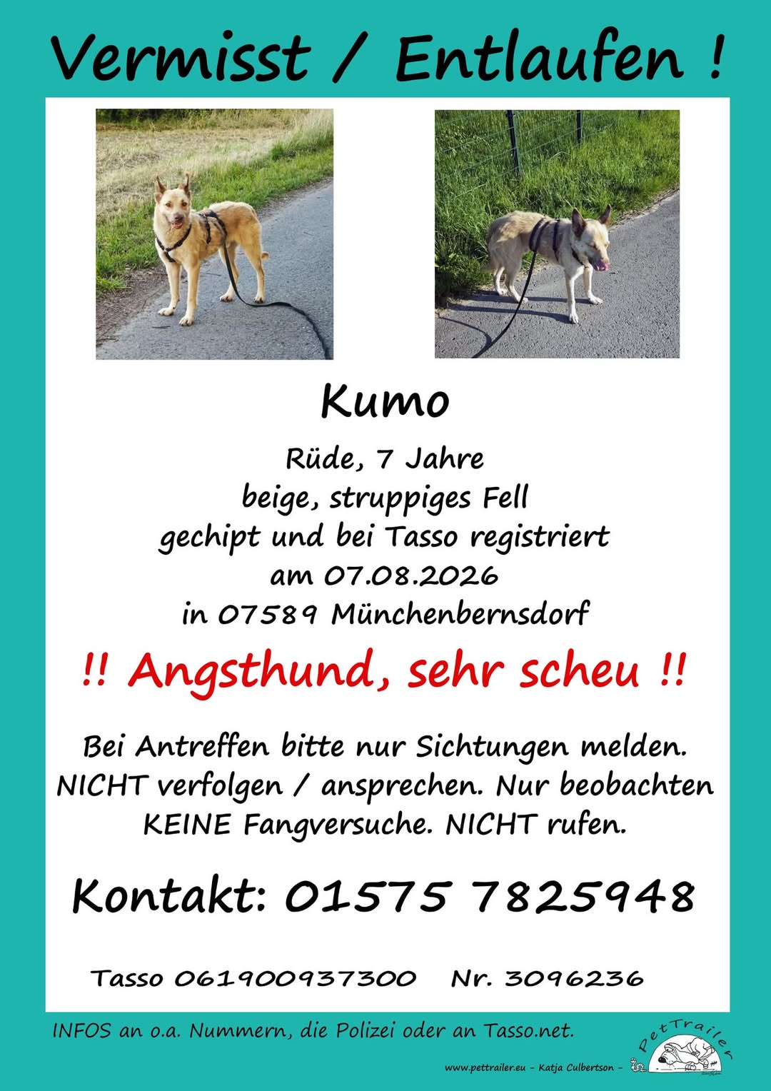 Lost dog