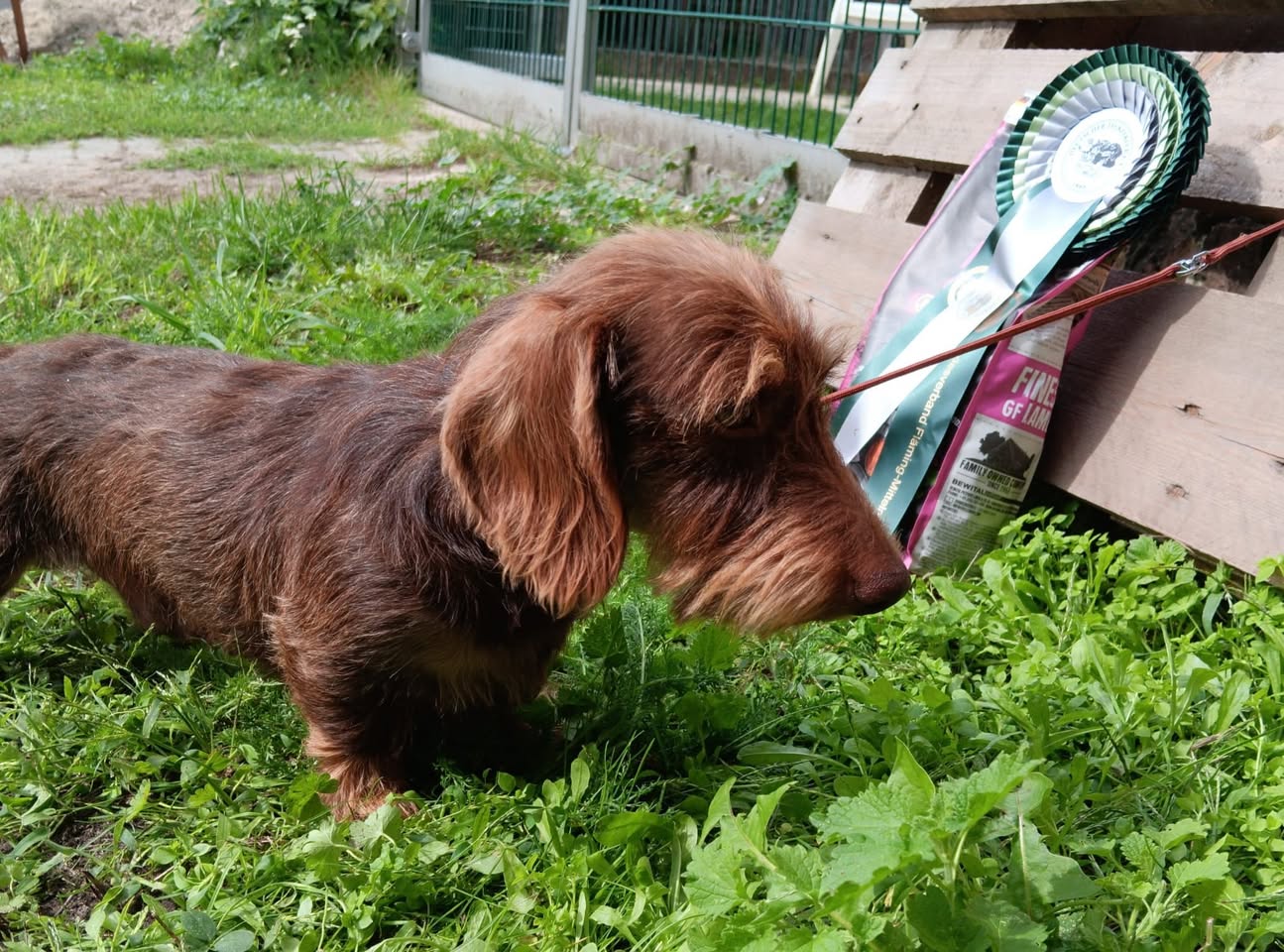 Lost Dog in Berlin