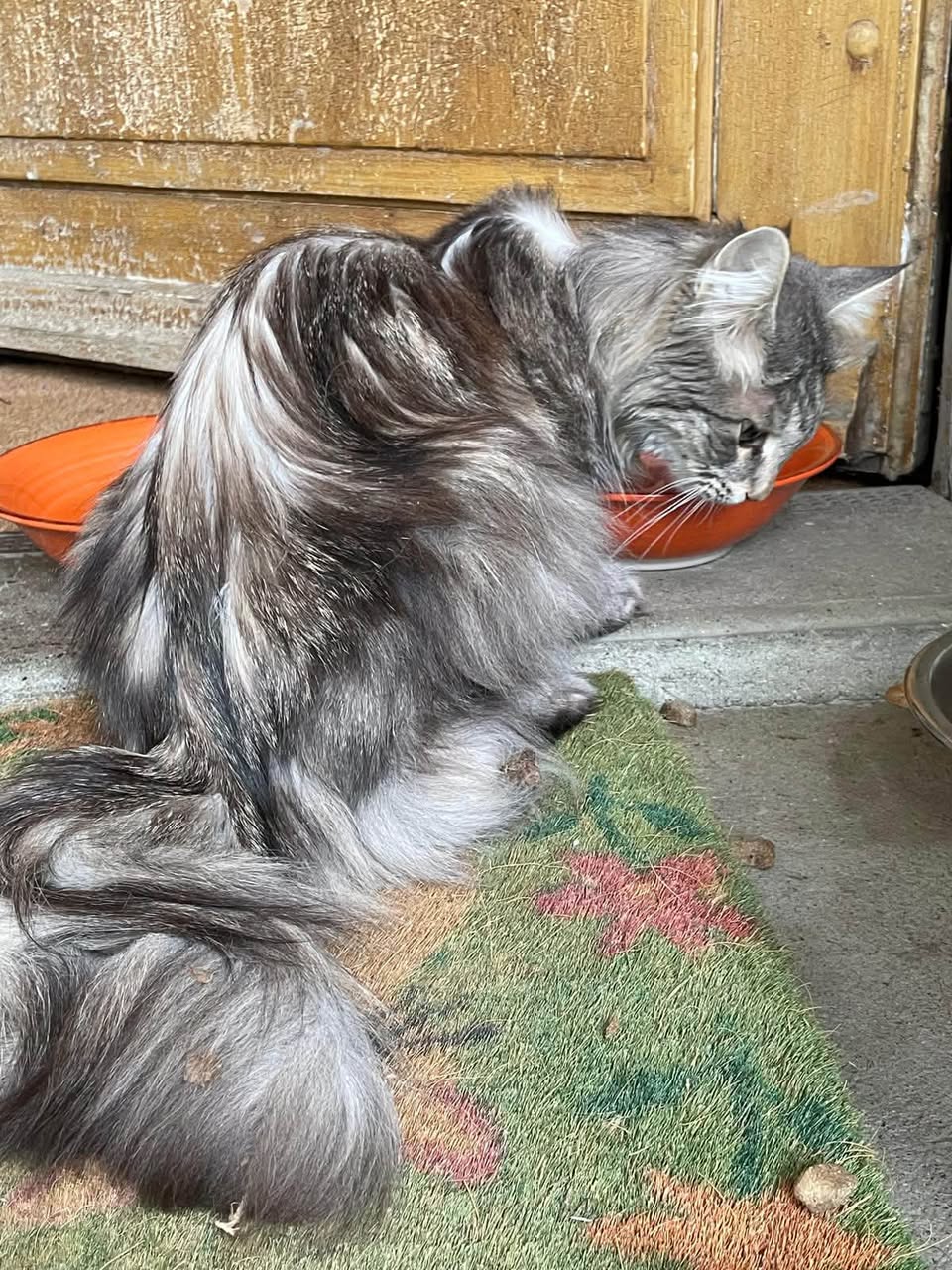 Found Cat in Suisse Romande