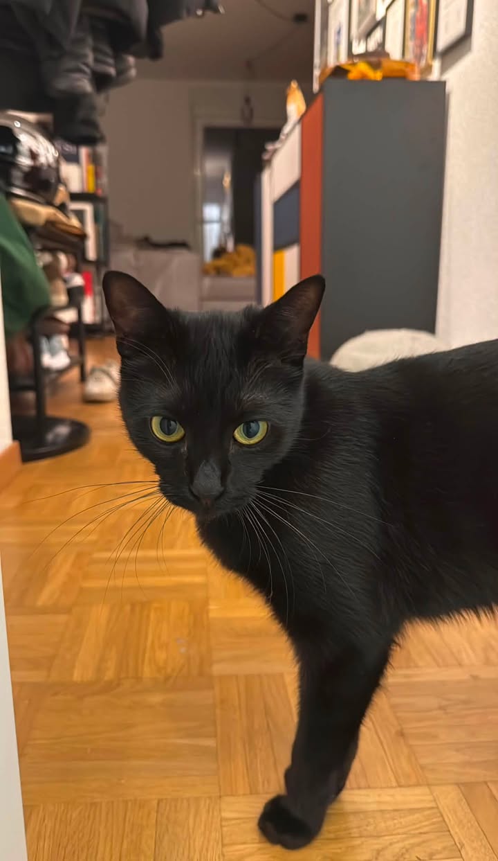 Lost Cat in Geneva