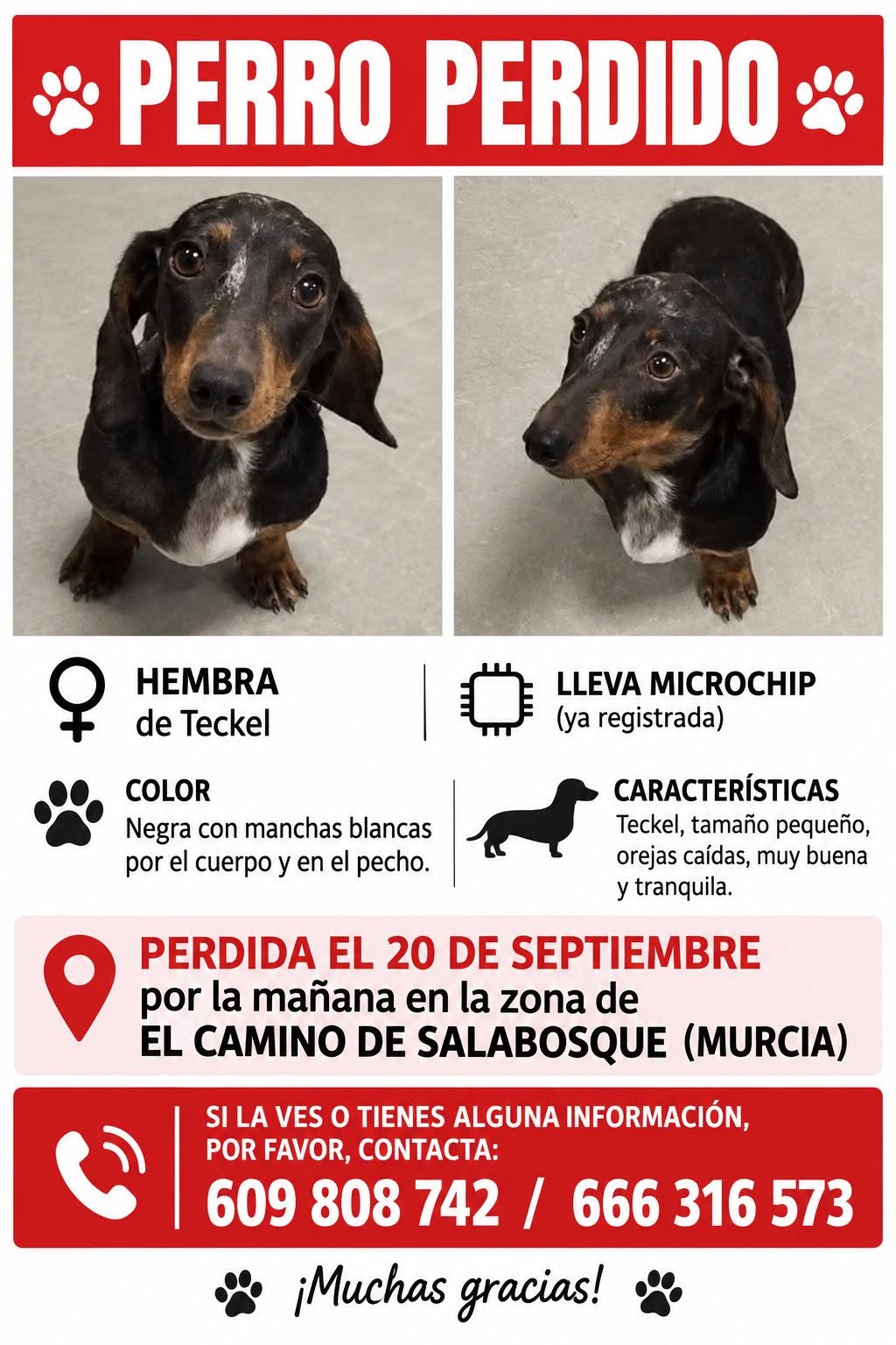 Lost Dog in Murcia