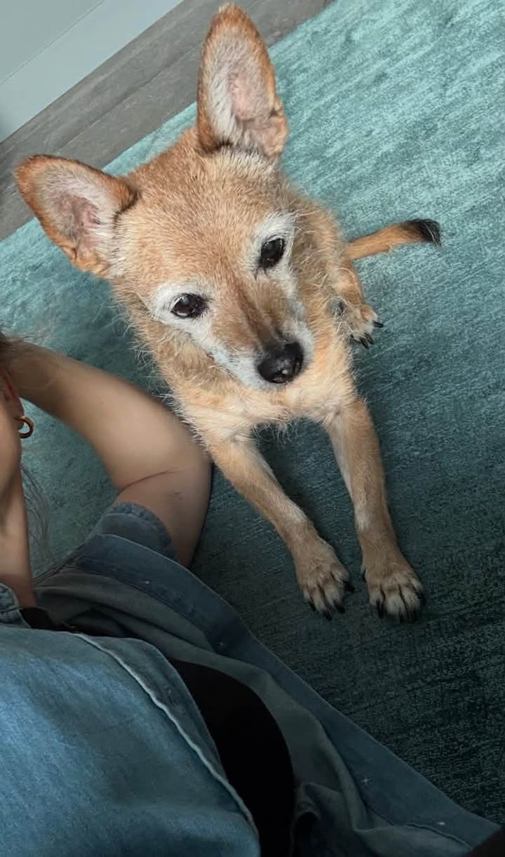 Lost Dog in GrüNwald