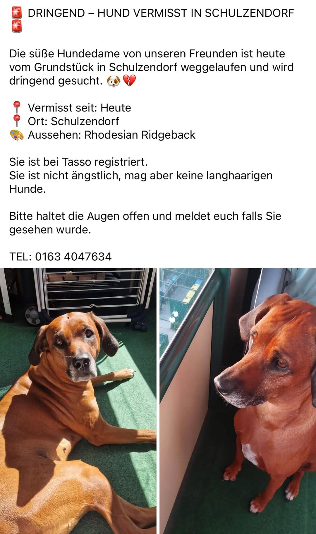 Lost Dog in Schulzendorf