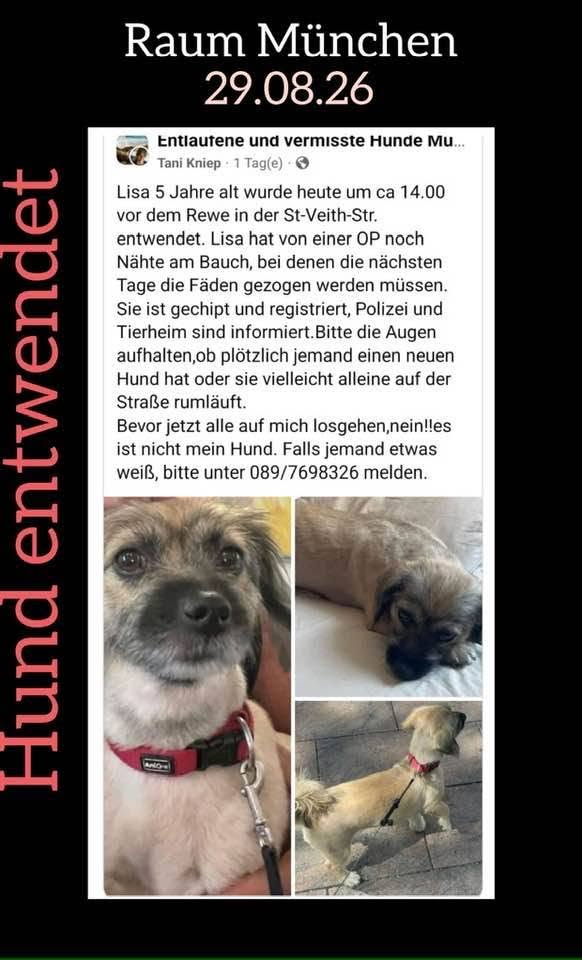 Lost Dog in Munich