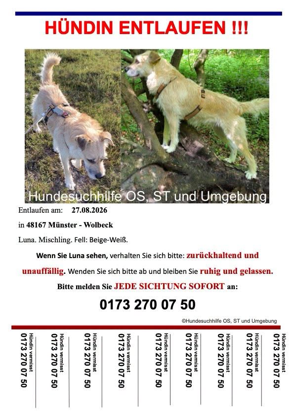 Lost Dog in MüNster