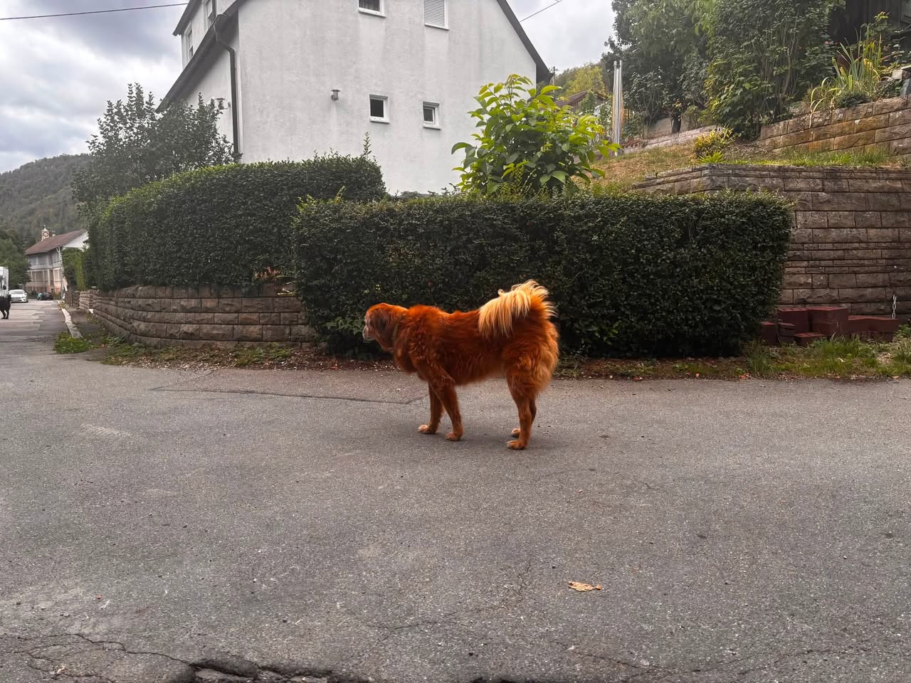 Found dog