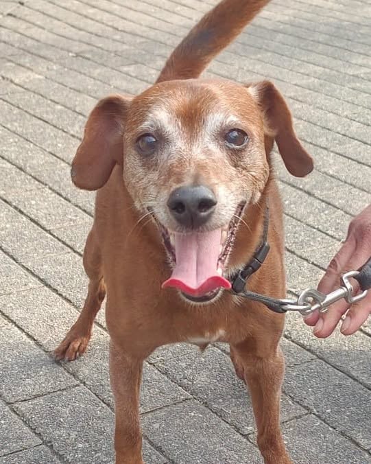 Found dog