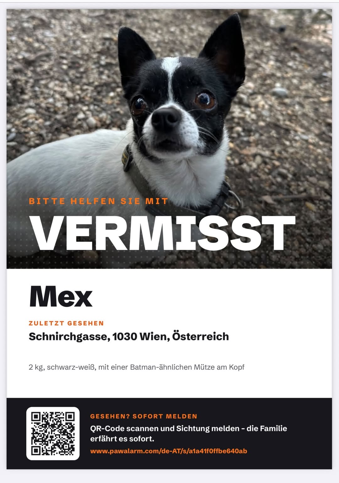 Lost Dog in Vienna