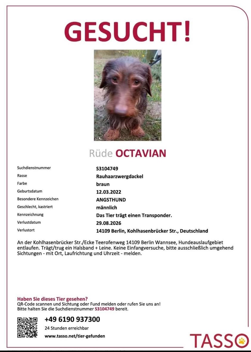 Lost dog