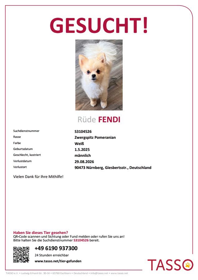 Lost Dog in Nuremberg