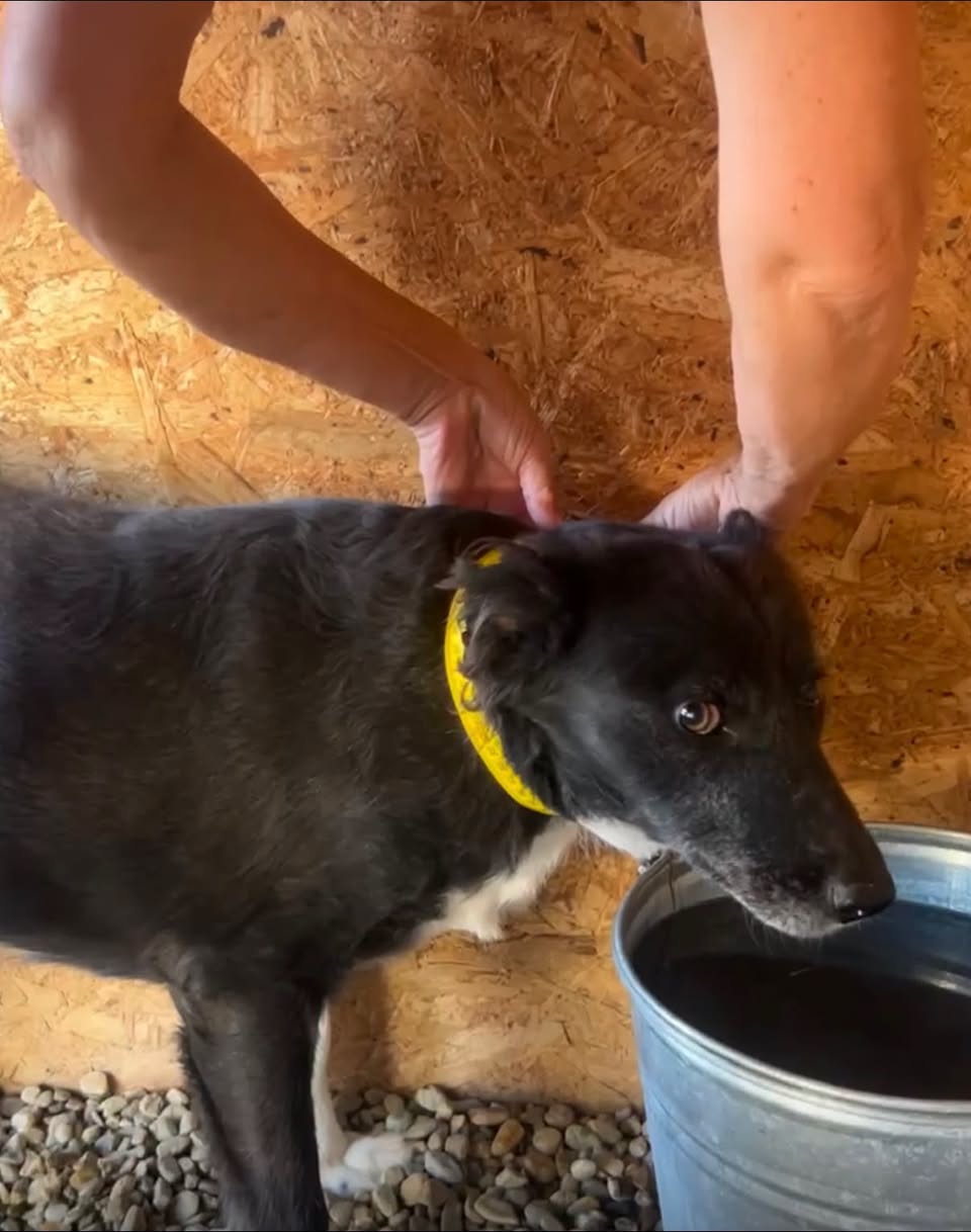 Lost Dog in Herscheid