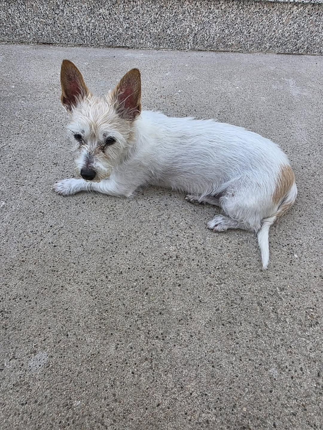 Lost Dog in Germany