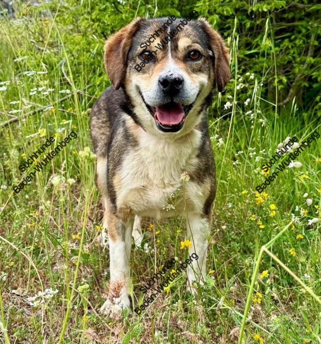 Lost Dog in Germany