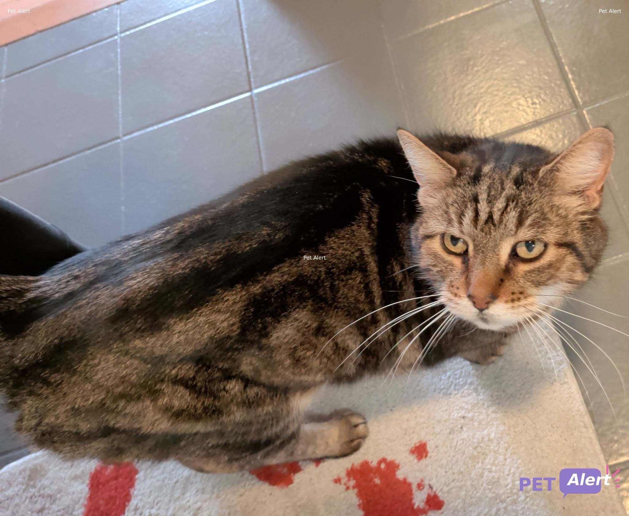 Lost Cat in Broc