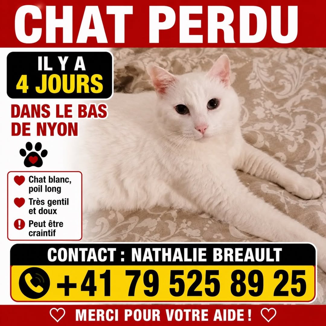 Lost Cat in Nyon