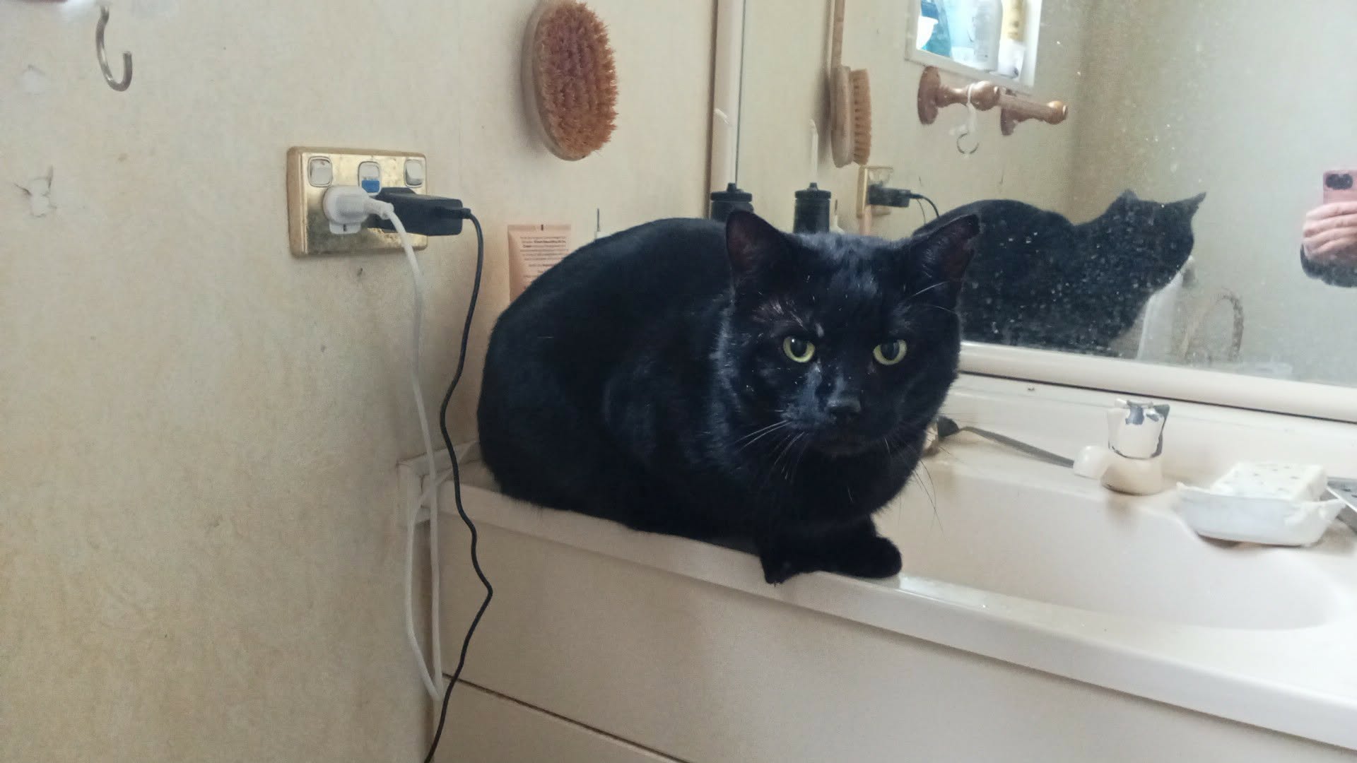Found cat