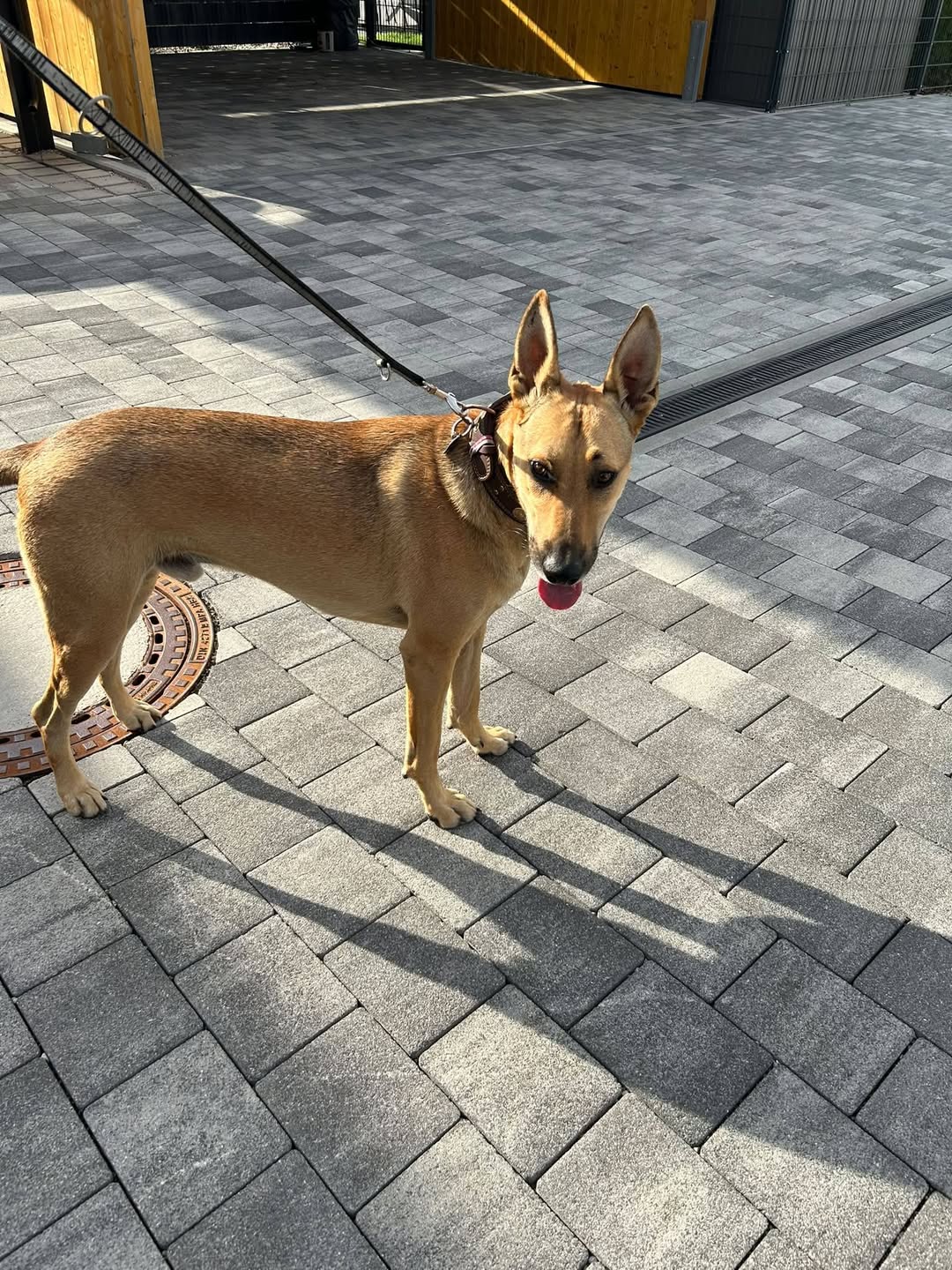 Found dog