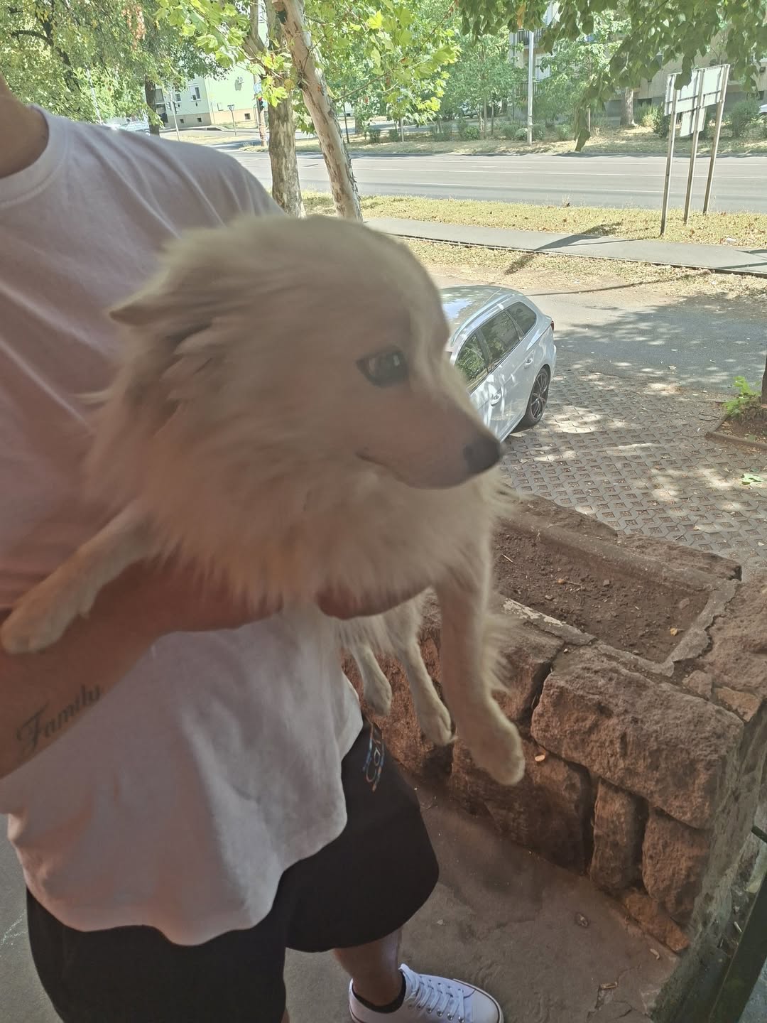 Found Dog in Hungary