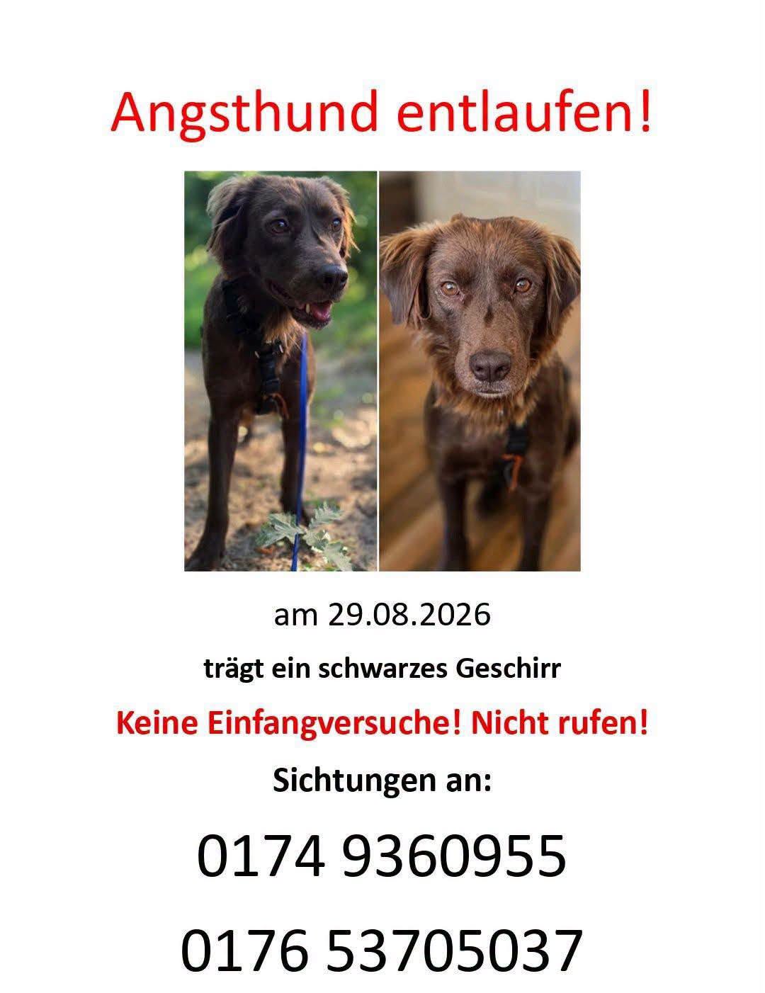 Lost dog