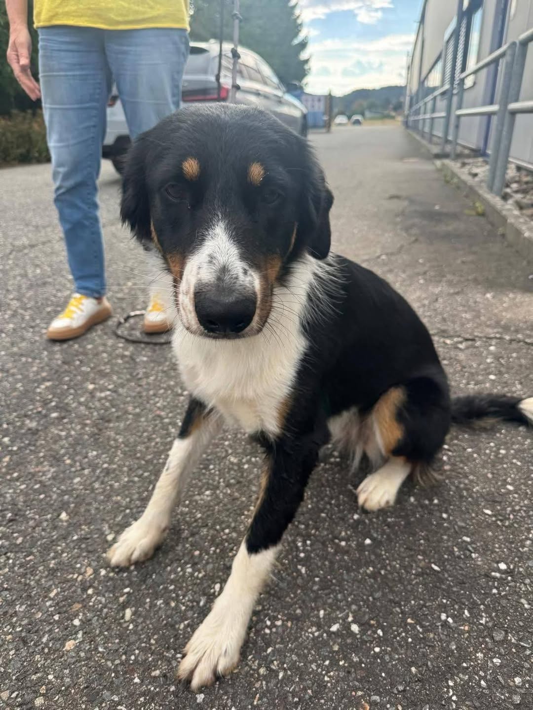 Found dog