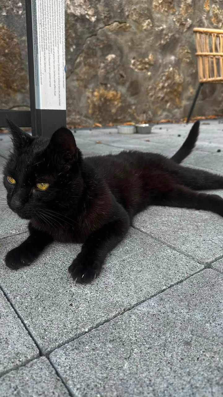 Found Cat in Penthaz