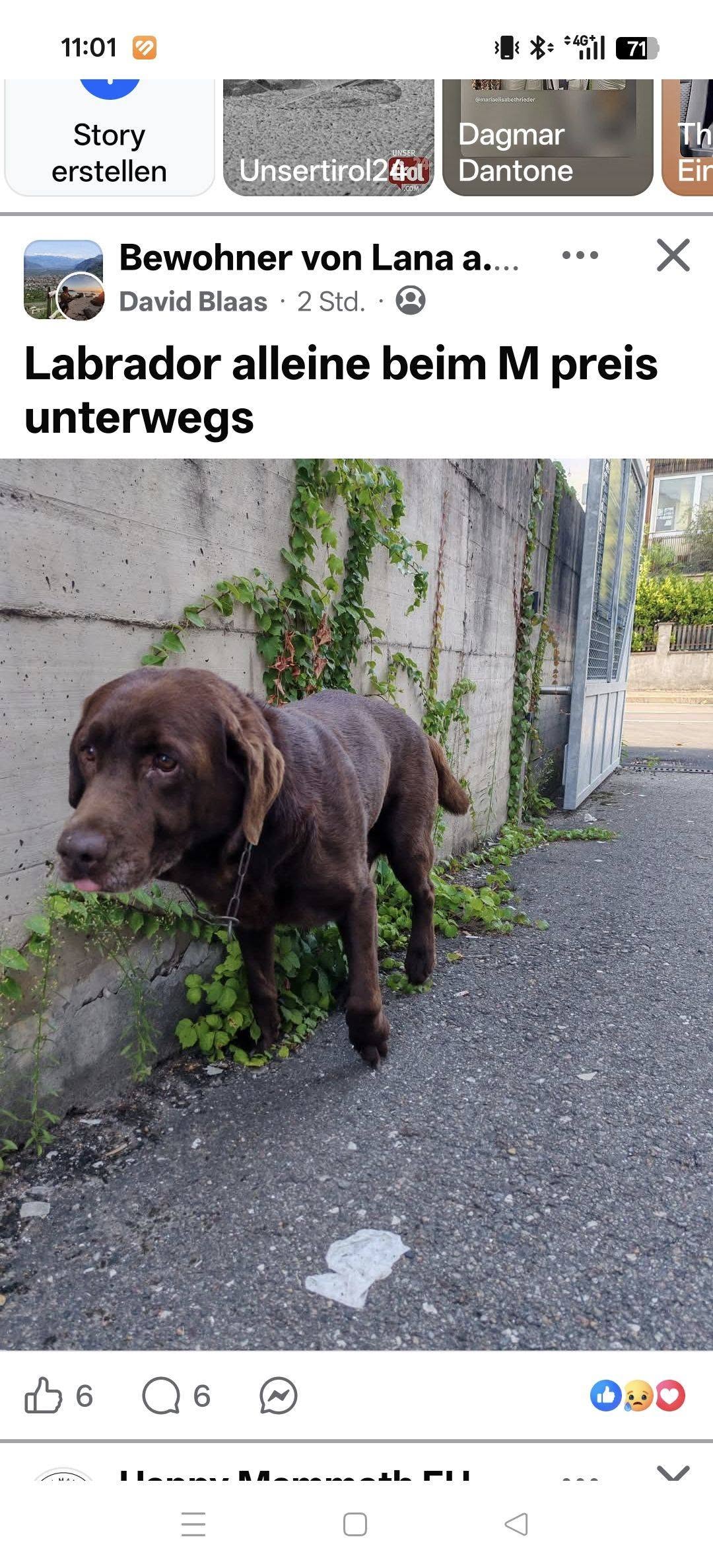 Found Dog in Lana
