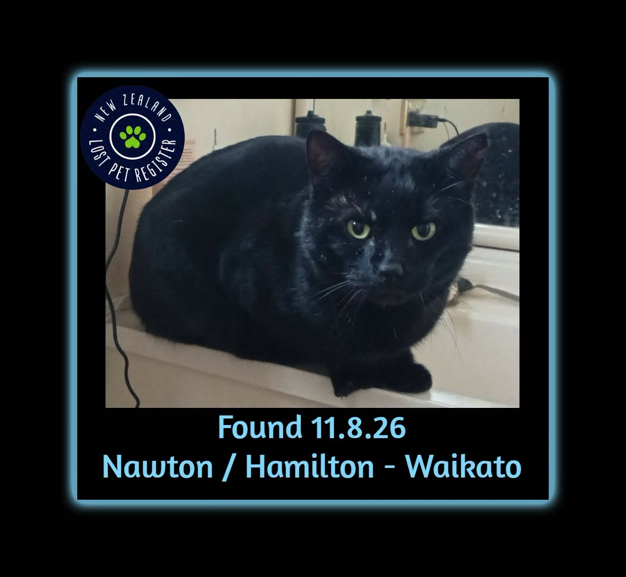 Found cat