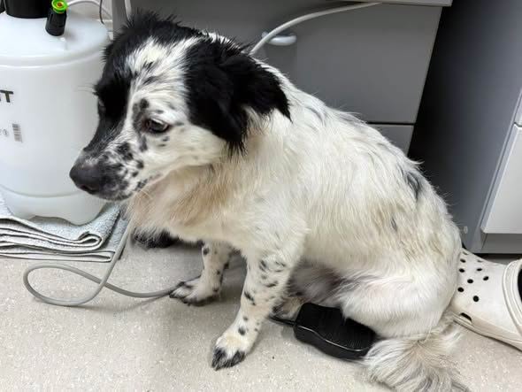 Found dog