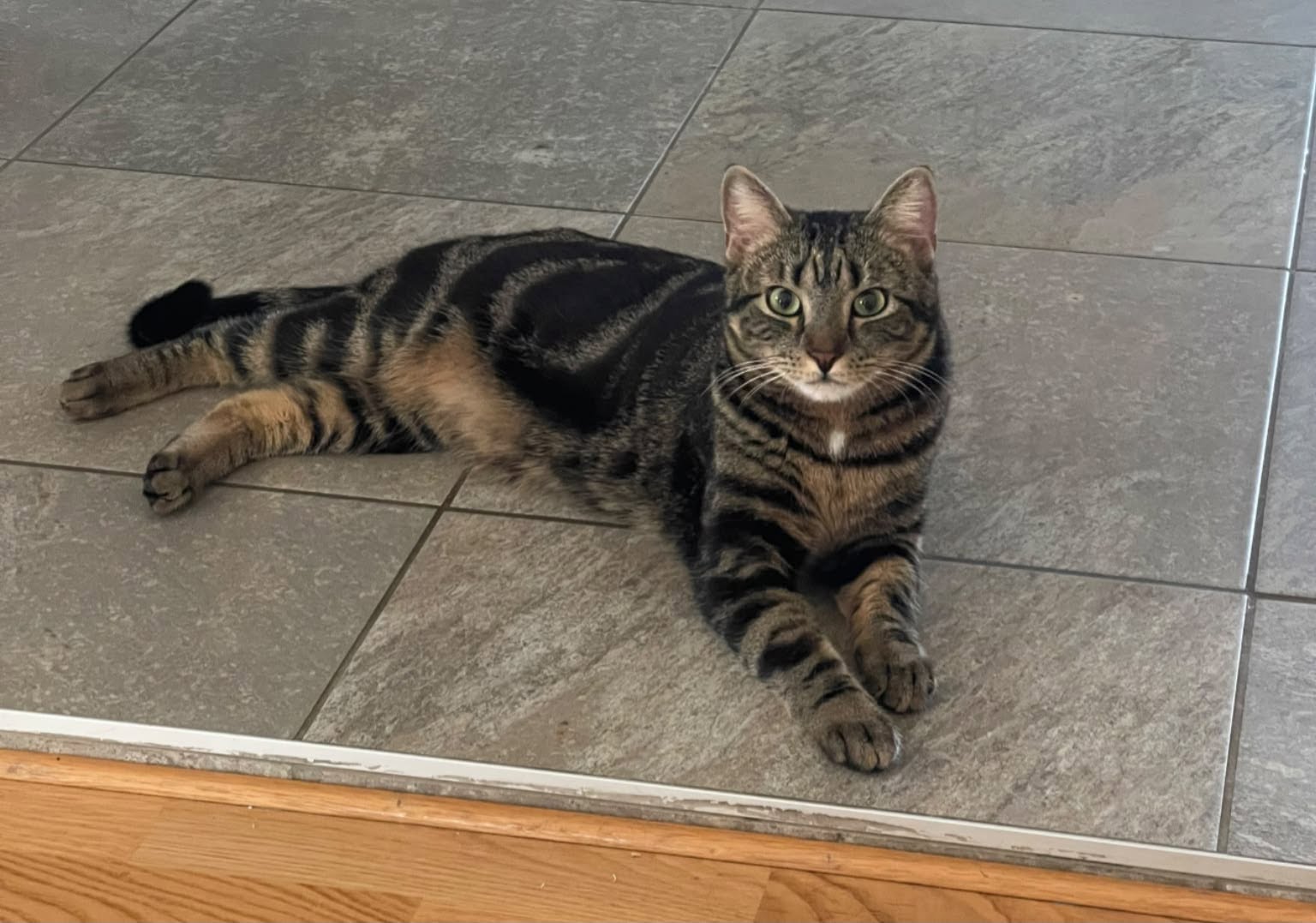 Lost cat