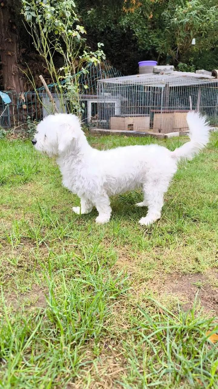 Found dog